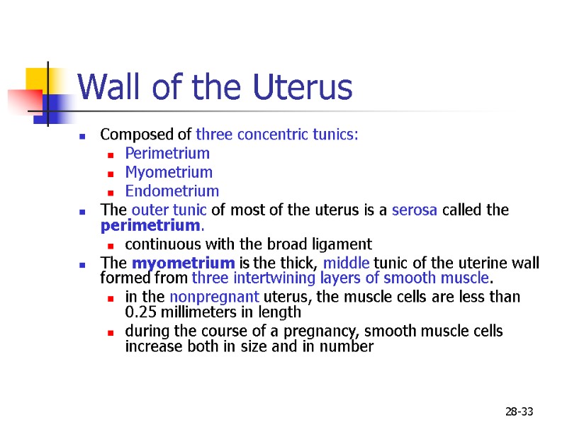 28-33 Wall of the Uterus  Composed of three concentric tunics:  Perimetrium Myometrium